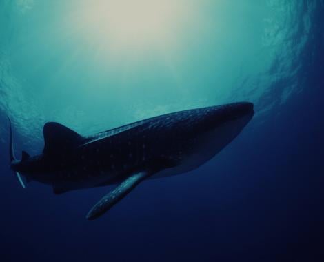 Whale shark (Rhincodon typus) seen from underwater Indo-Pacific Ocean