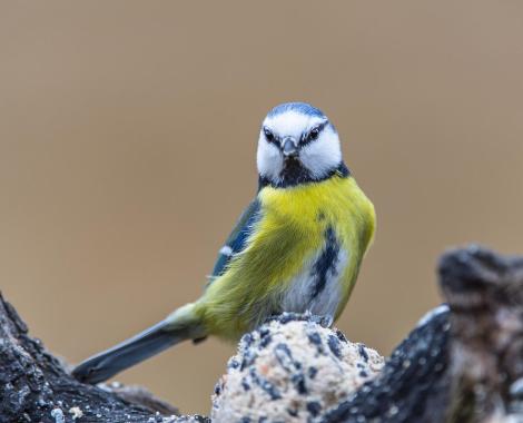 7 vogels om te spotten in België / Sept oiseaux incontournables à connaître et observer en Belgique 