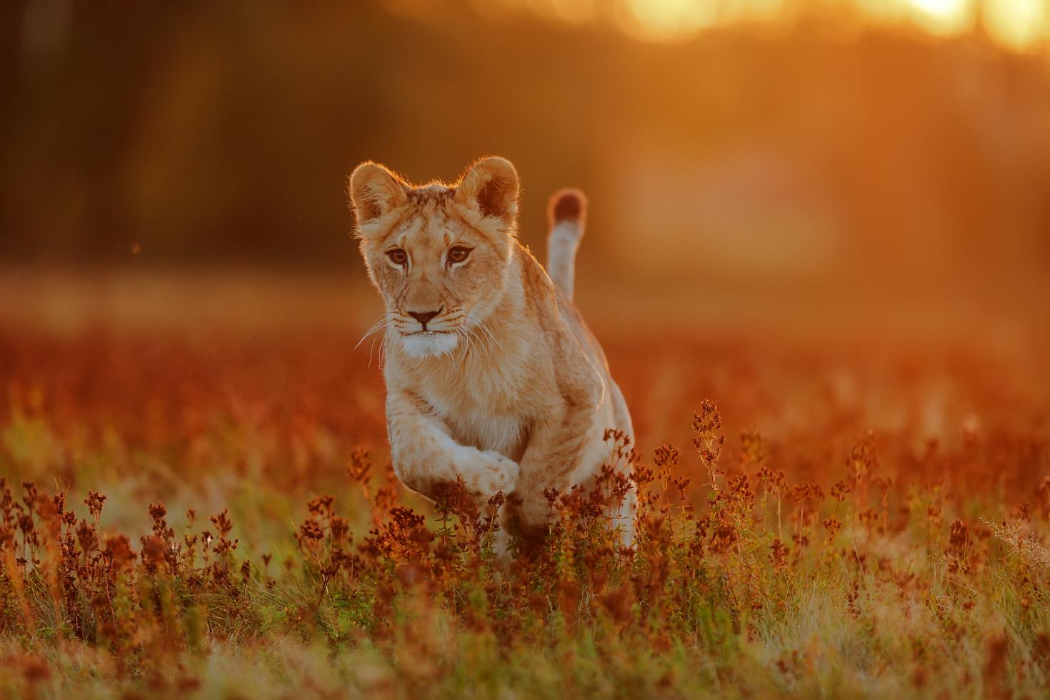 Lion qui saute