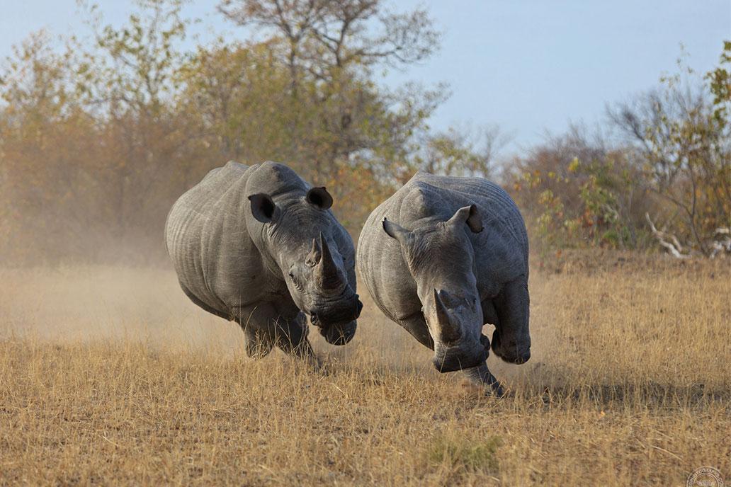 Deux rhinocéros blancs adultes se courent après dans la savane africaine