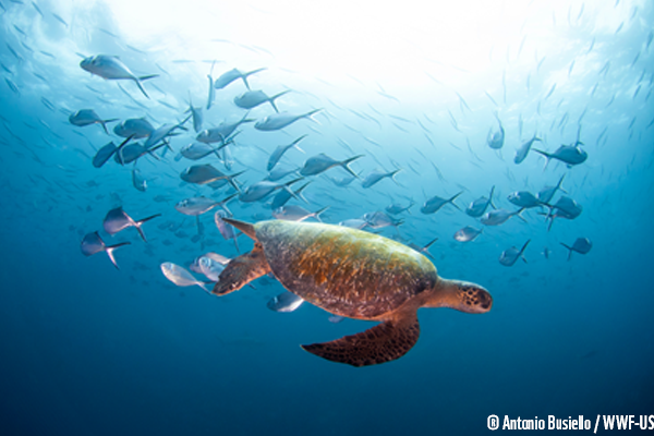 WWF tortue marine zeeschildpad