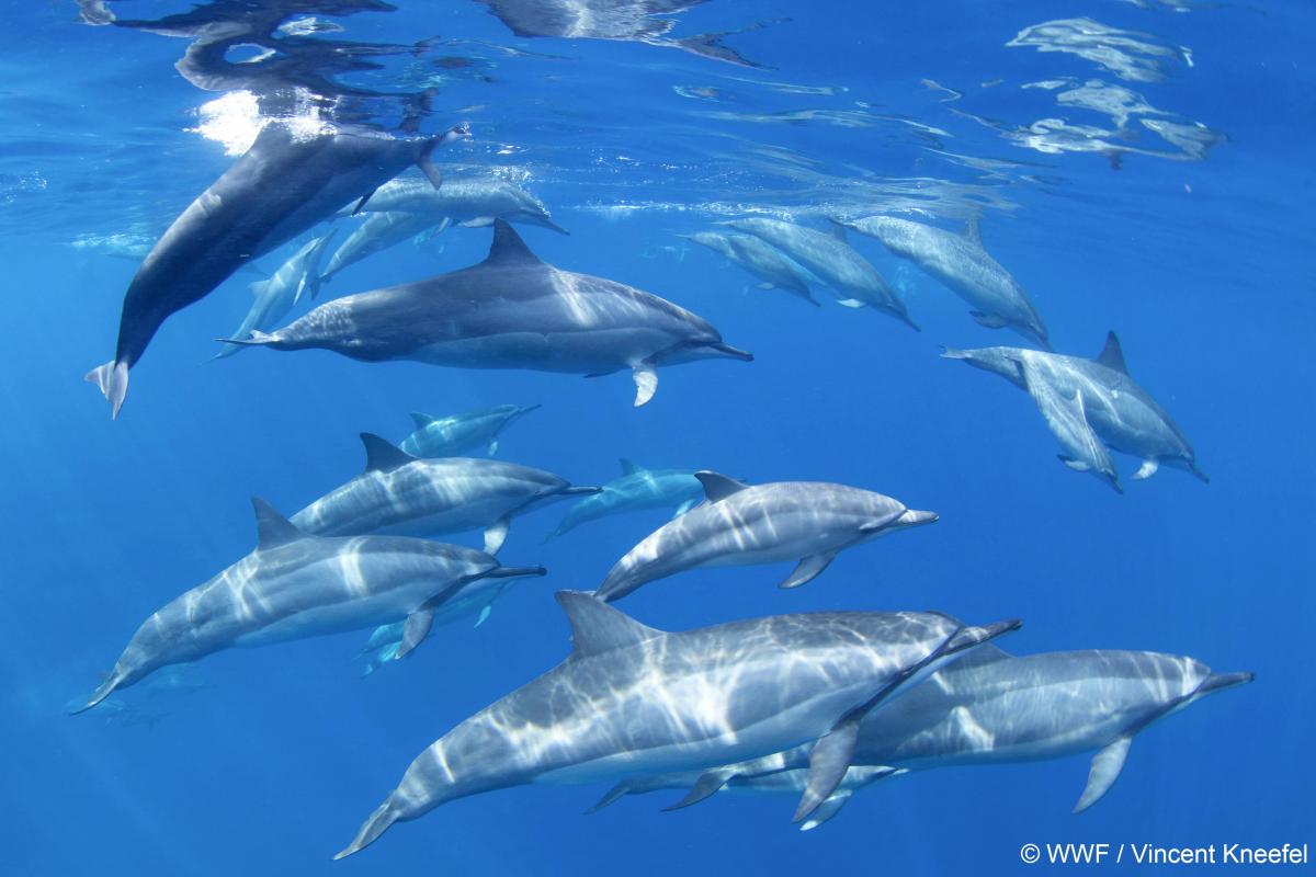 WWF dauphin dolfijn