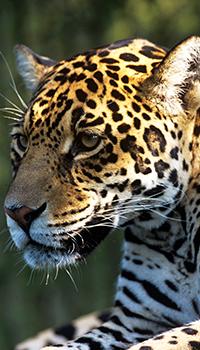 WWF jaguar 02