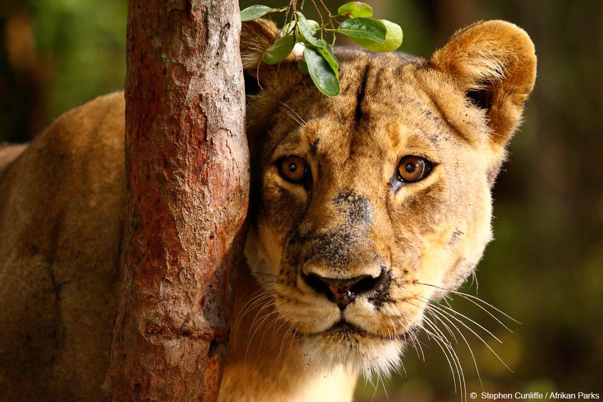 WWF lion leeuw