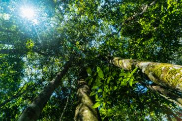 produits amazonie producten tropische bossen