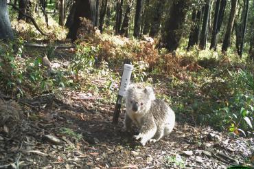 Koala devant une caméra piège
