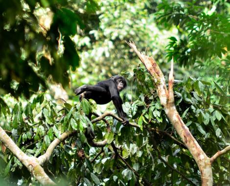 Bonobo in a tree