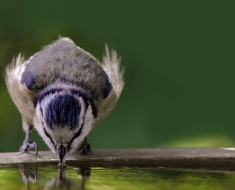 oiseau qui boit