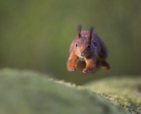 Squirrel