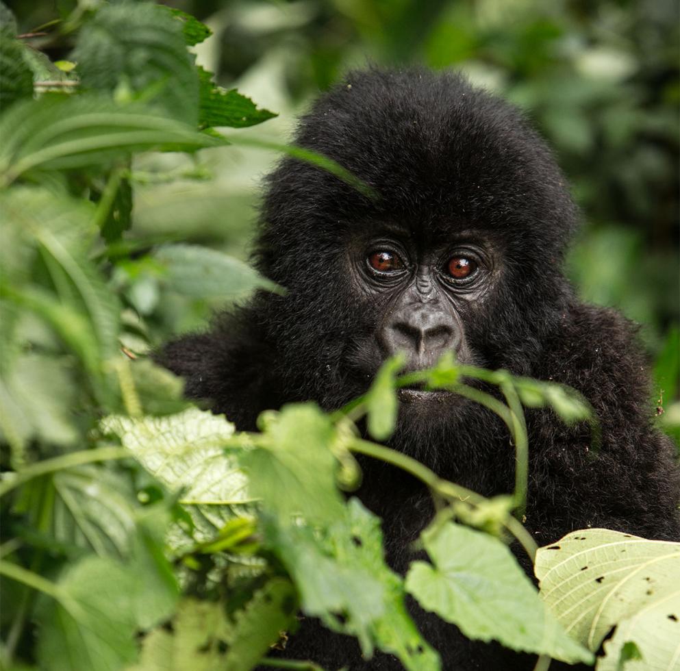 Baby gorilla zittend in het hoge gras