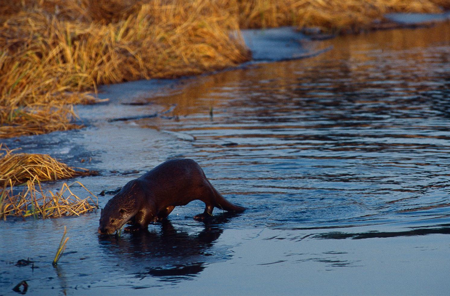 Volwassen otter loopt in het water in het wild