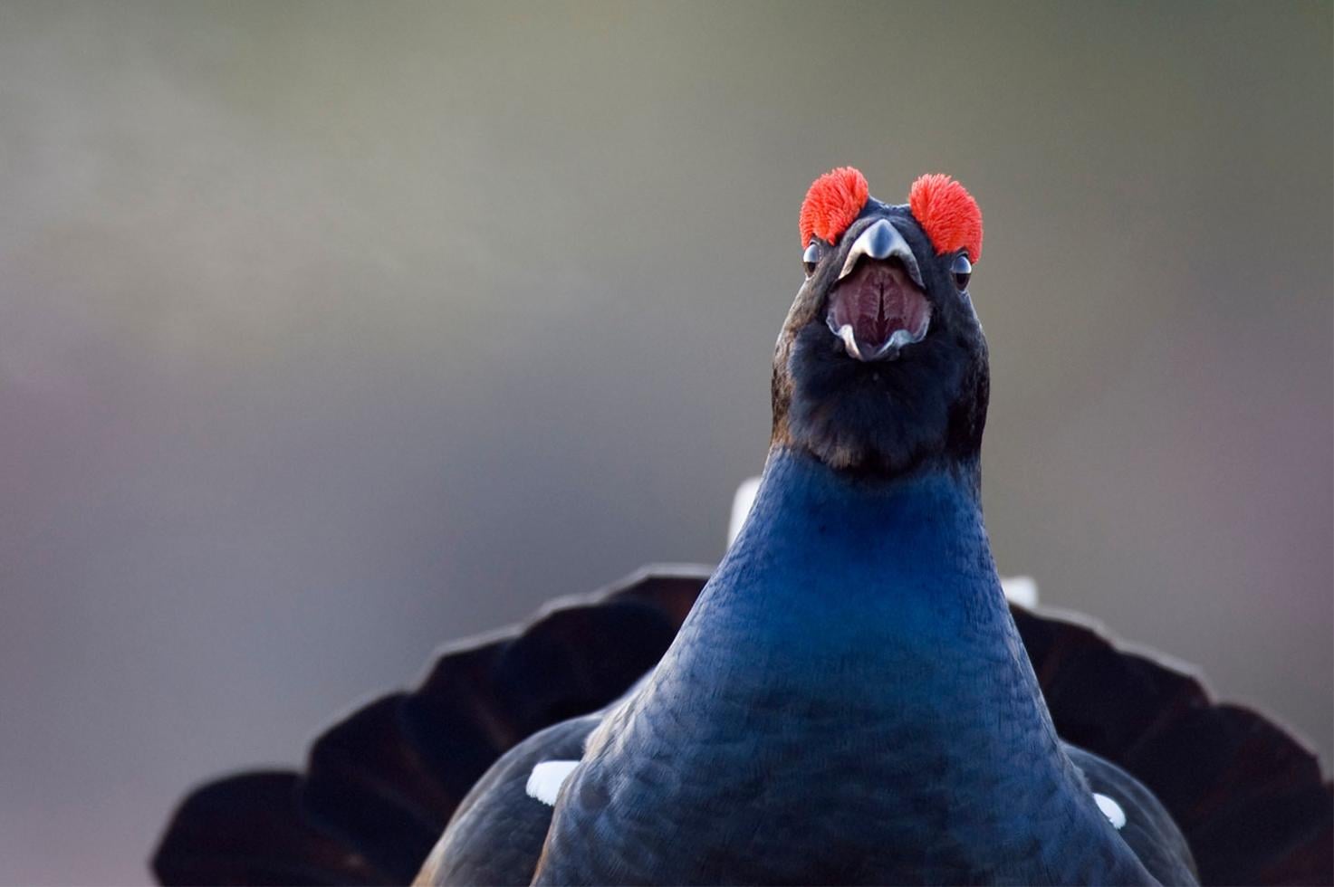 Close-up van volwassen mannelijk korhoen