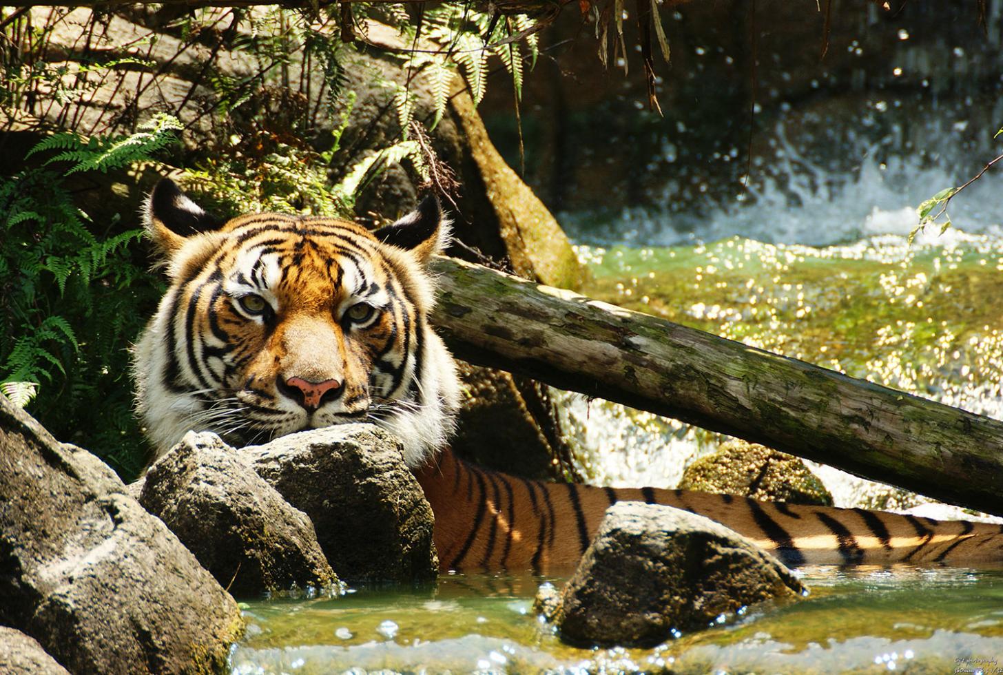 Volwassen tijger liggend in een rivier onder een boomstam