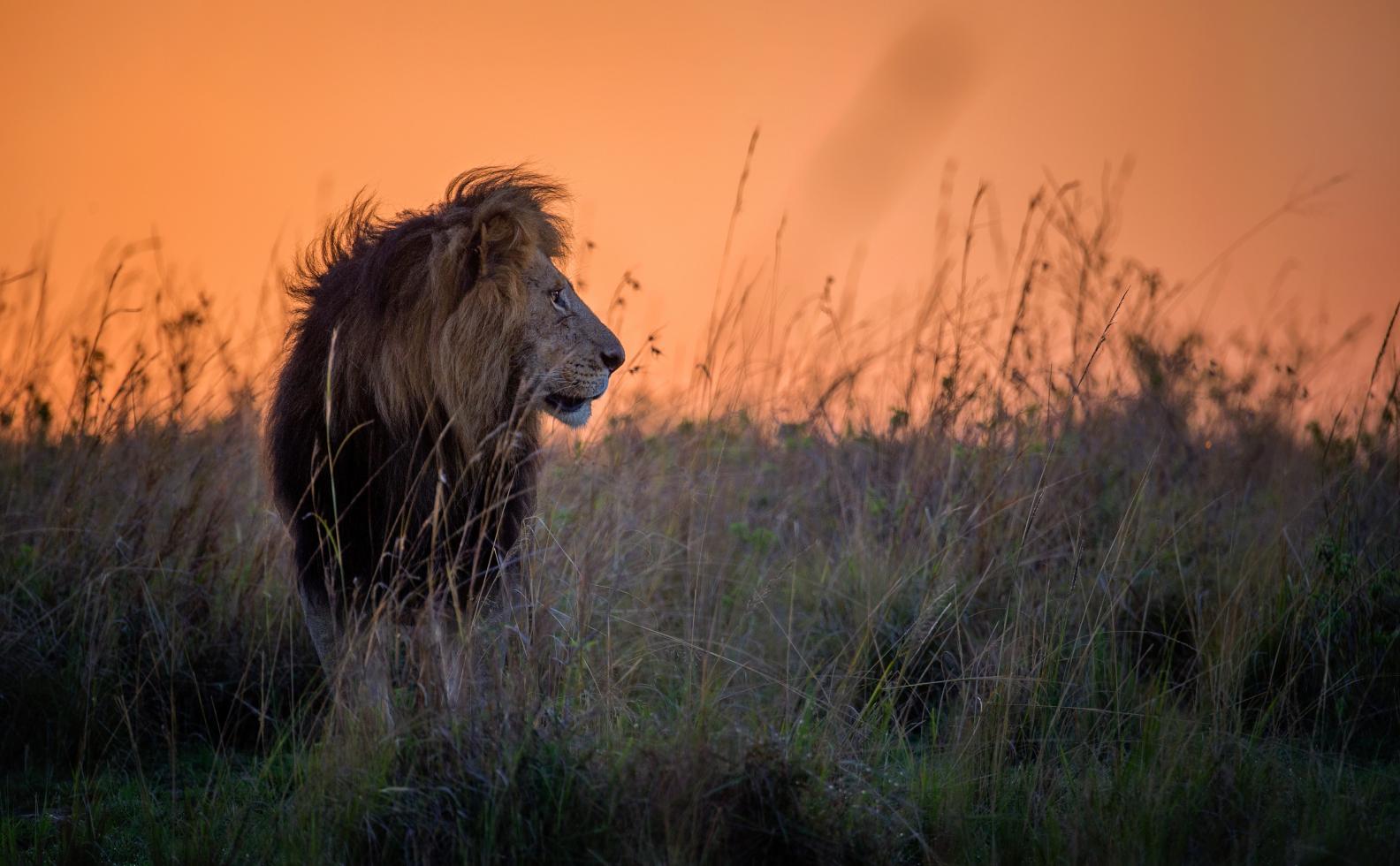 WWF lion leeuw