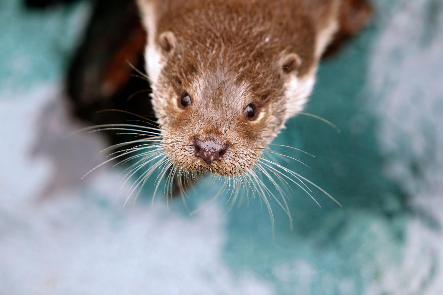 otter