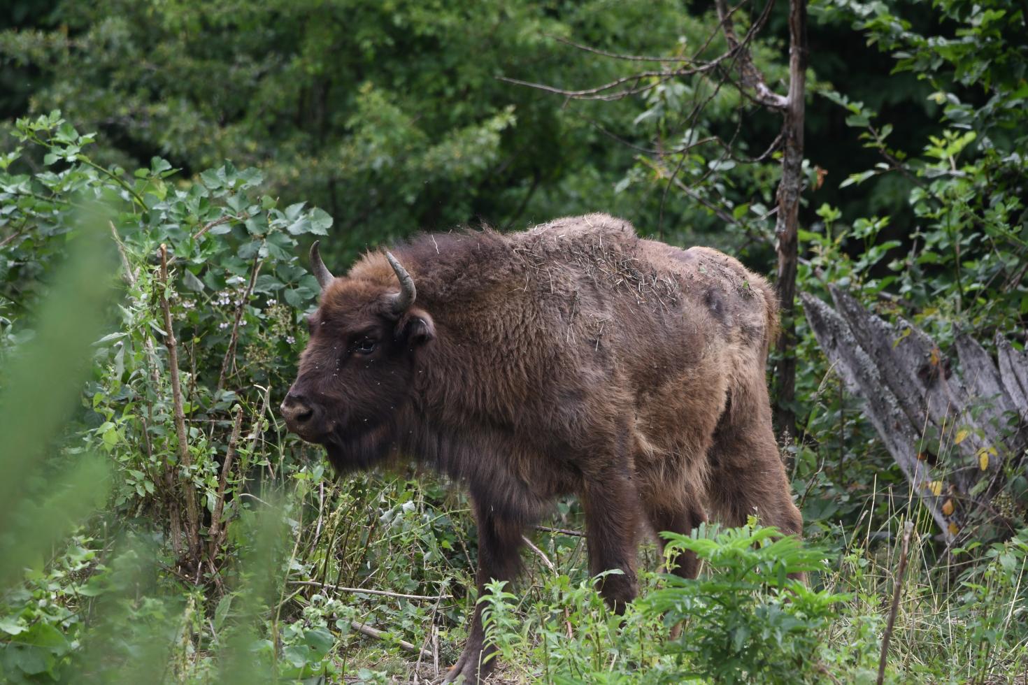 Bison
