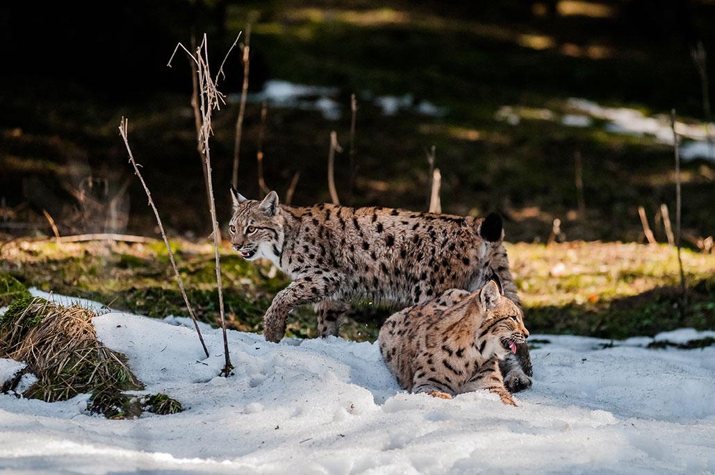 Twee volwassen lynxen in het besneeuwde bos