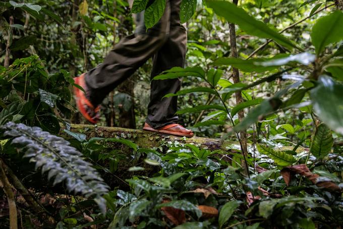 Bonobo stroperij in het Congolese woud