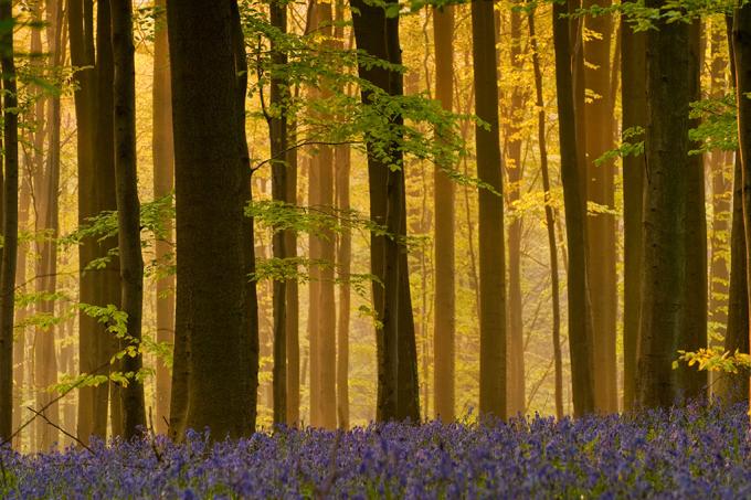 Une forêt belge ensoleillée recouverte de fleurs mauves, territoire du chat forestier