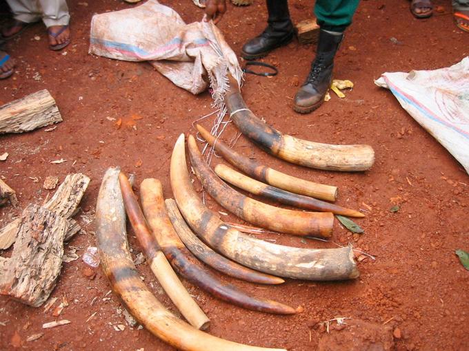 Stropen van olifantenslagtanden in ivoor op de grond