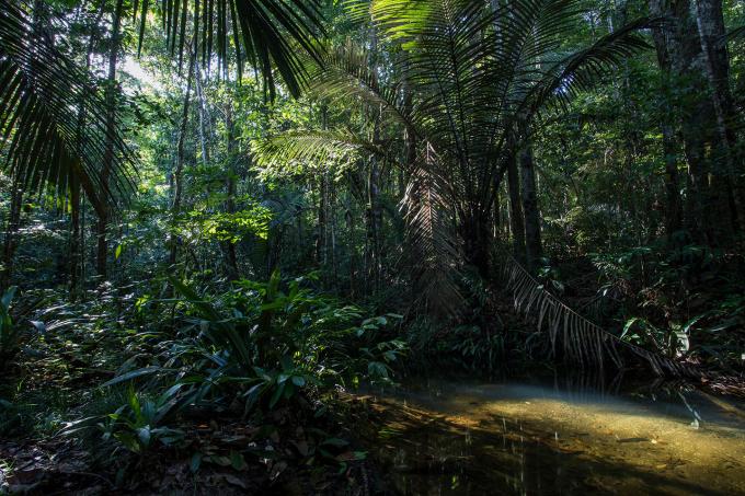 Sauvegarder et restaurer l’habitat du jaguar