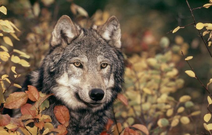 Volwassen wolf in het bos tussen de vegetatie