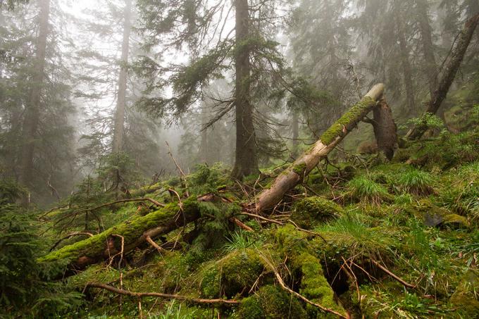 Paysage de forêt des Carpates, arbre recouverts de mousse dans le brouillard