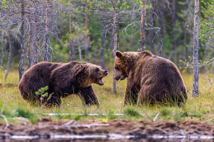 Deux ours bruns adultes se battent près d'une rivière