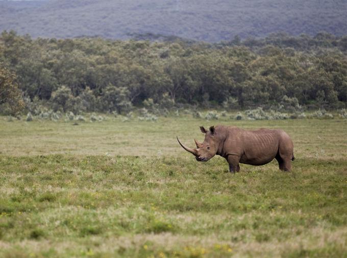 Sauvegarde et restauration de l'habitat naturel du rhinocéros, soutenu par le WWF