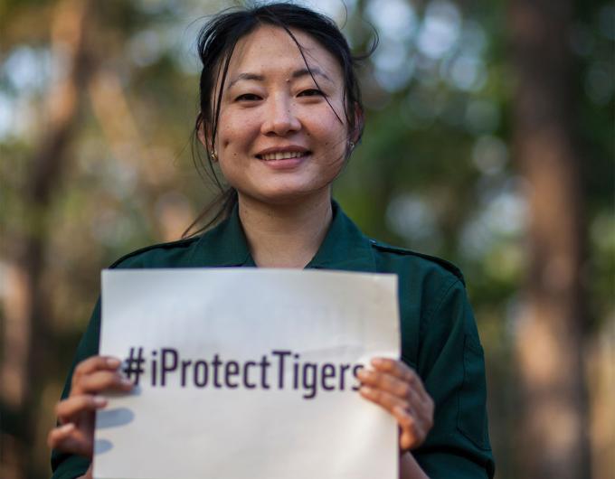 Stopper le braconnage du tigre