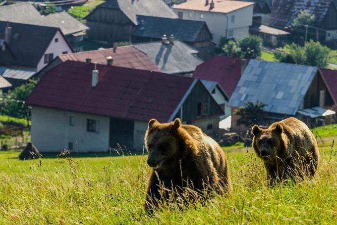 Deux ours marchent dans une prairie surplombant un village, fragmentation des espaces naturels