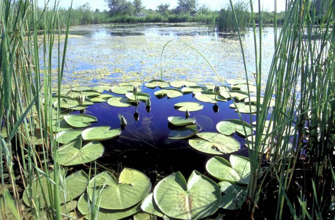 water lilies Ukraine