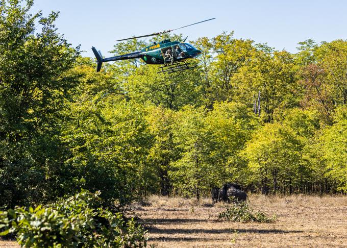 helicoptère vole au dessus des éléphants