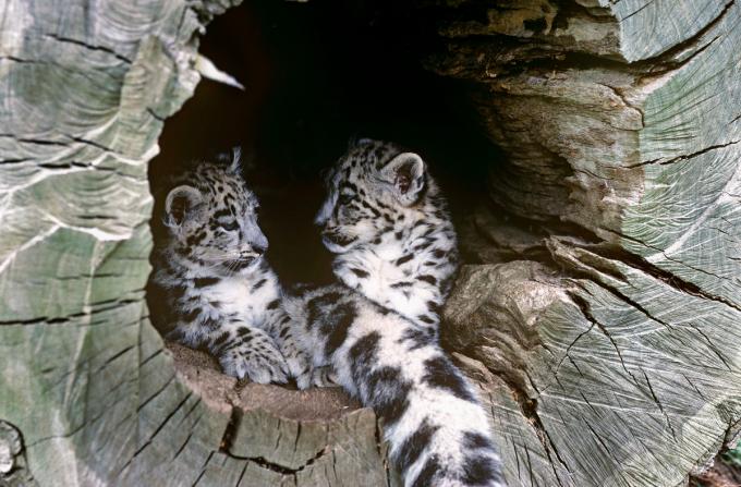 panthère des neiges