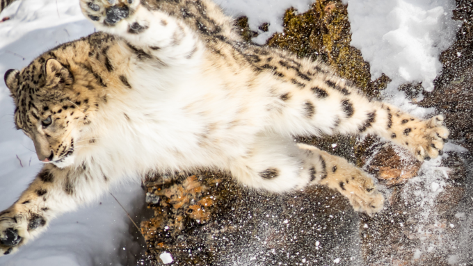 saut léopard des neiges