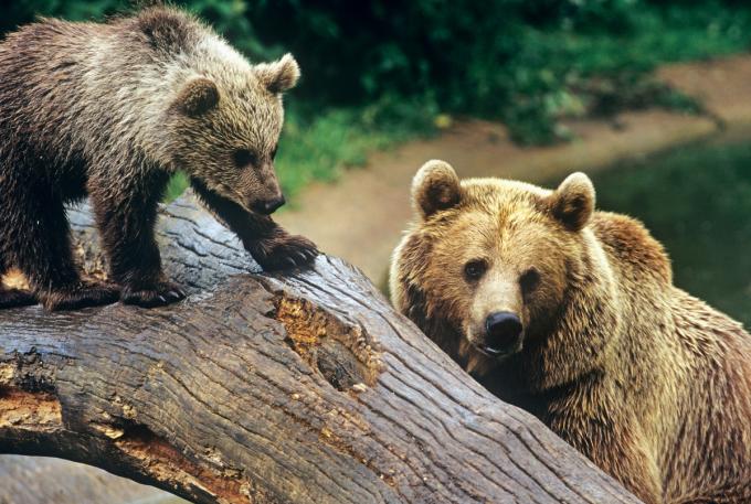 testament droit de succession