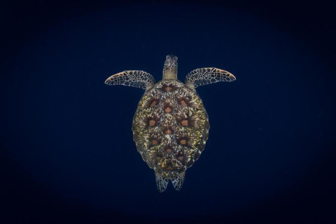 Green sea turtle