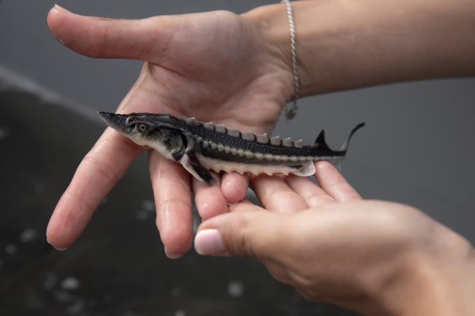 Sturgeon Release