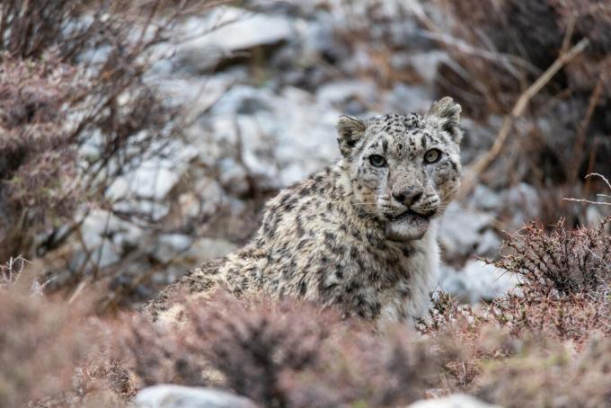 snow leopard nepal