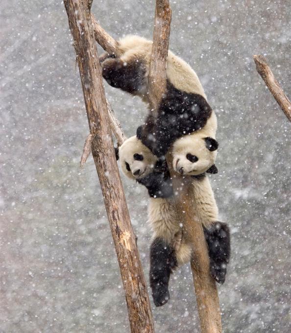 Twee jonge panda's spelen in de takken van een boom in het midden van de sneeuw in het Chinese bos