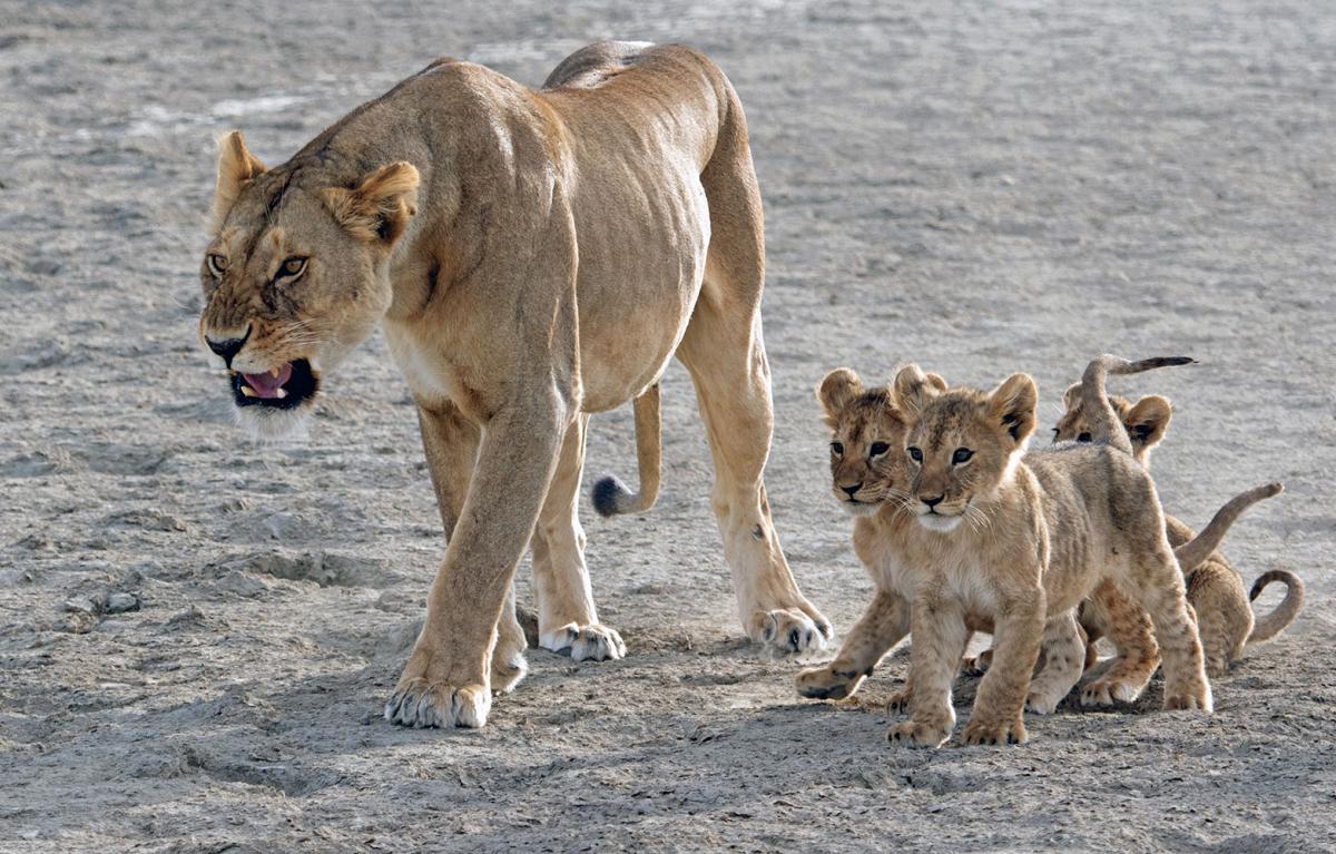 Une lionne avec ses trois lionceaux marche dans la savane