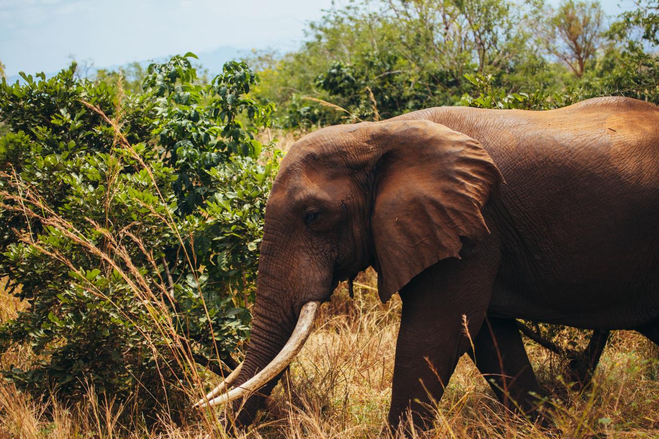 Aziatische olifant in profiel lopend in het wild