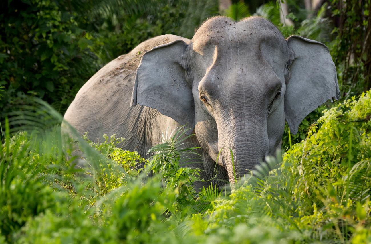 Elephant d'Asie adulte de face dans la nature