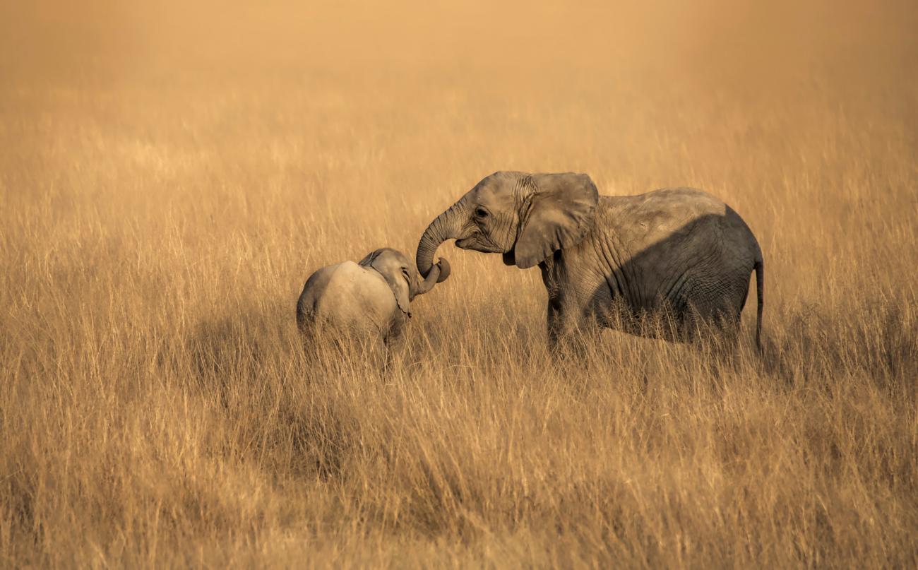Een moederolifant en haar baby houden elkaar bij de slurf vast op de Afrikaanse savanne