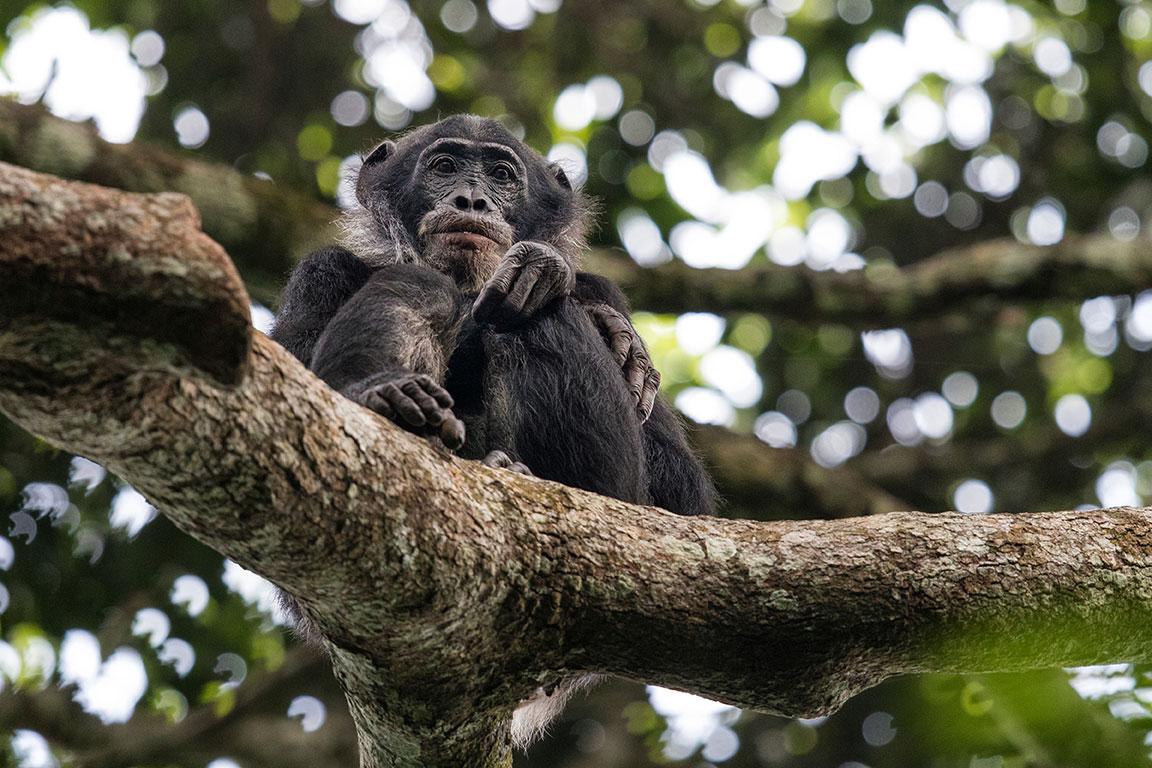 Un bonobo adulte assis sur une branche d'une arbre dans la forêt