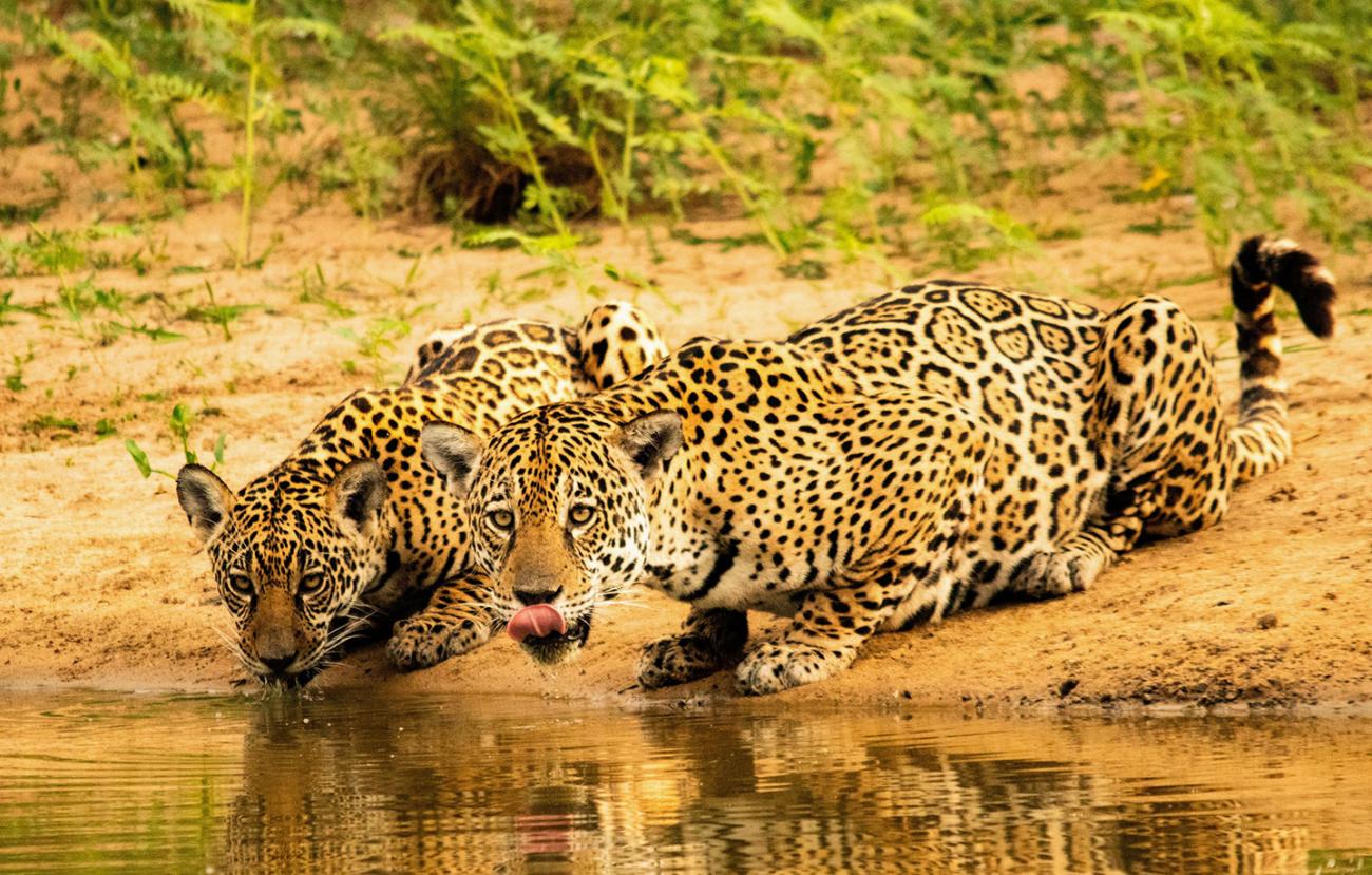 Deux jaguars adultes buvant à un point d'eau dans la nature.