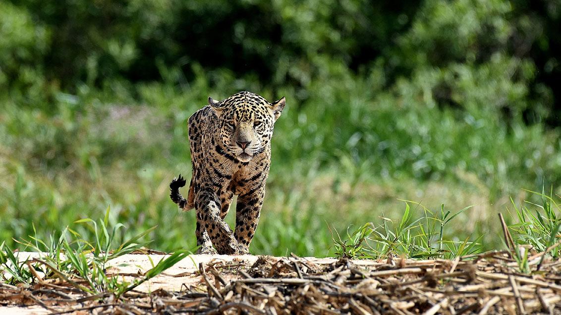 Jaguar adulte marchant dans son habitat naturel