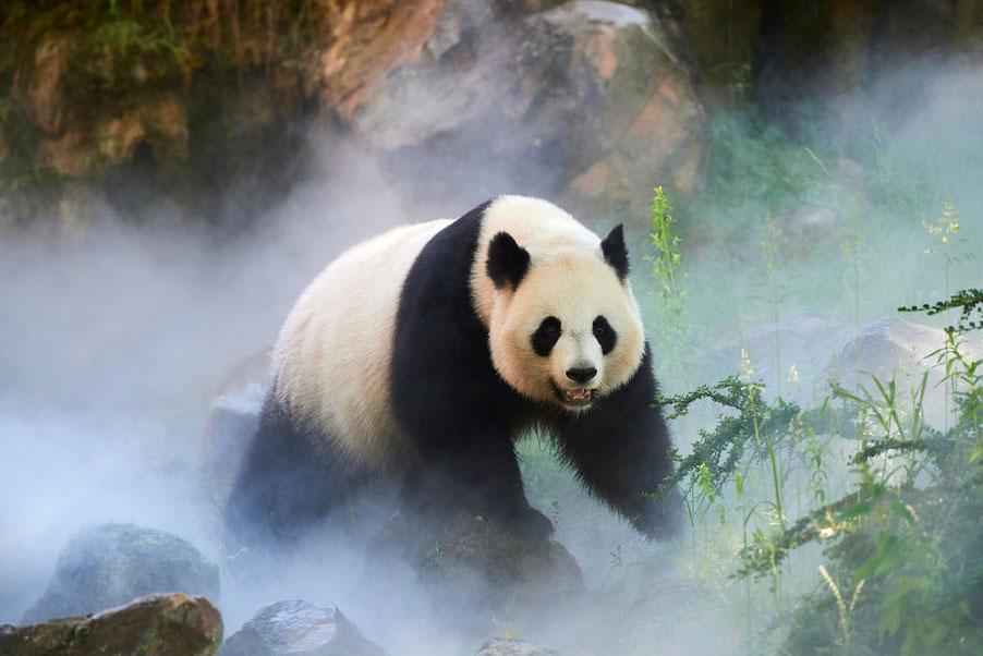 Volwassen panda in profiel in een mistig bos