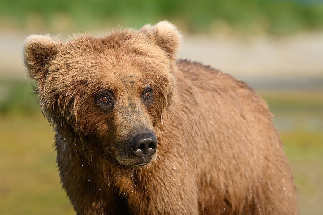 Close-up van een volwassen bruine beer in profiel