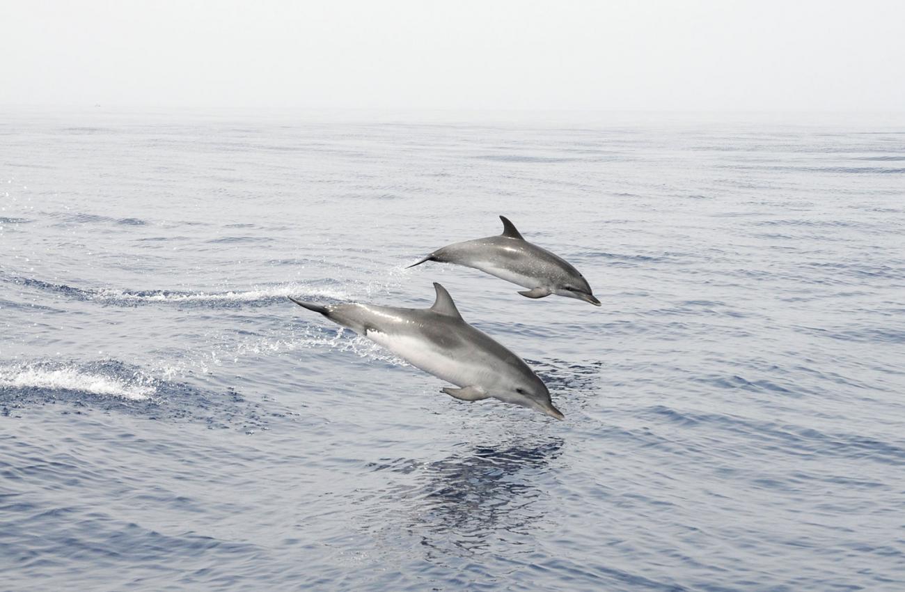 Twee dolfijnen in de oceaan die uit het water springen
